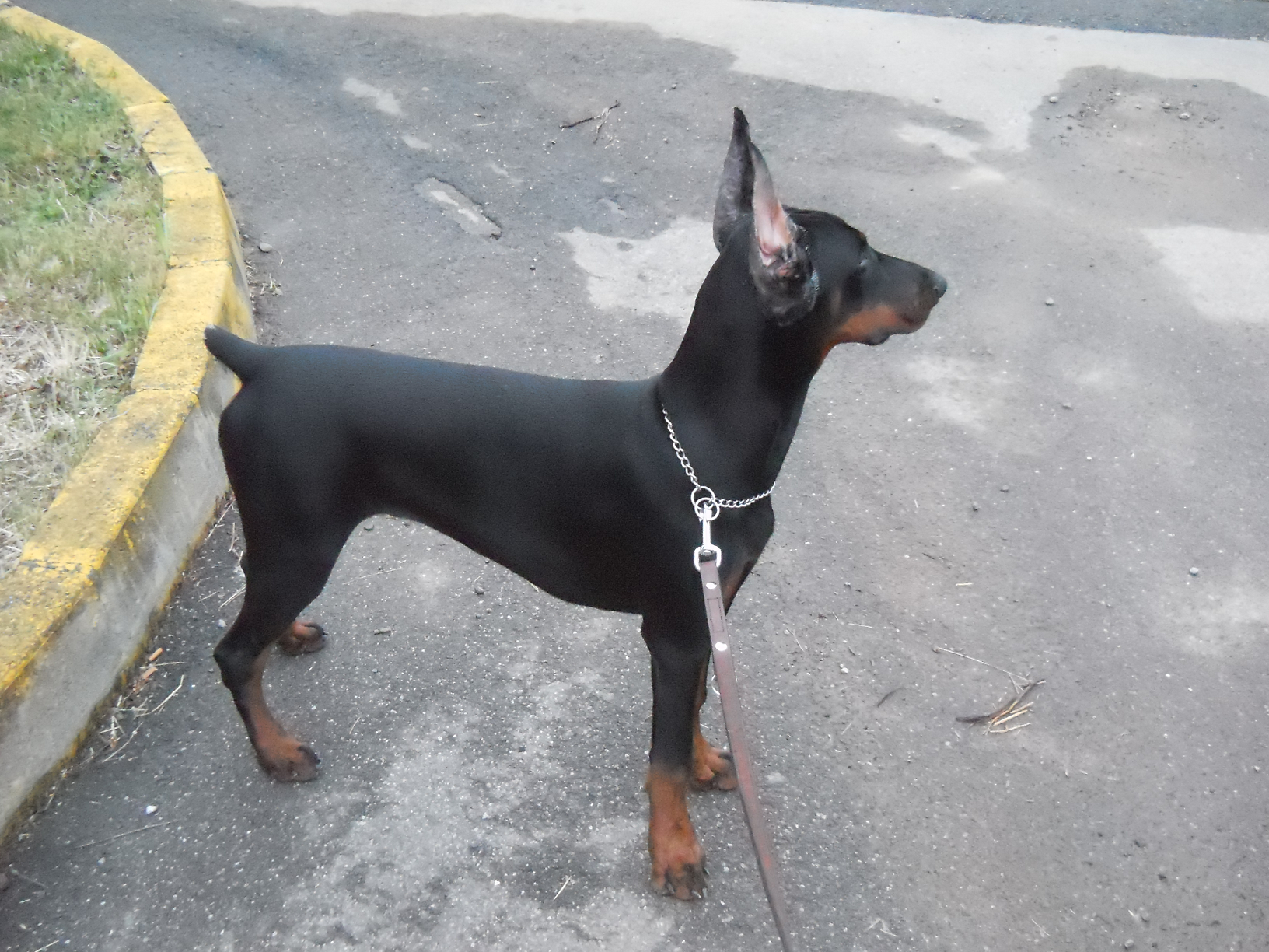 Taglio di orecchie dobermann